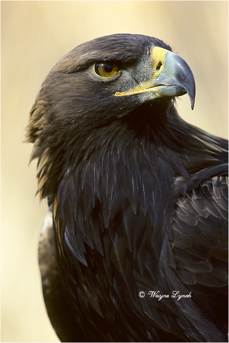 Golden Eagle 102 by Dr. Wayne Lynch &copy;